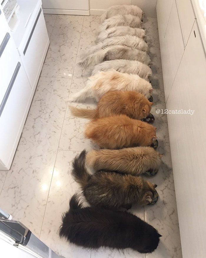 Cette femme aux 12 chats a conquis Instagram avec ses magnifiques chats persans | So Busy Girls