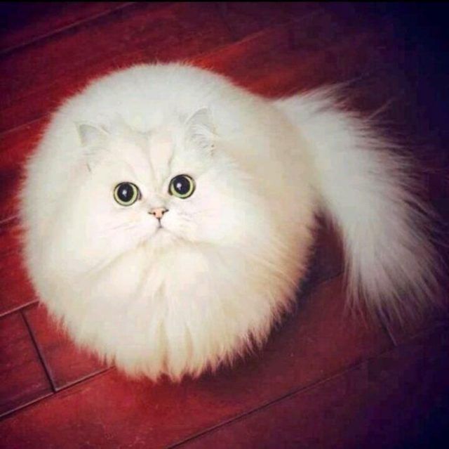 15 animaux tout ronds qui rouleront vers votre coeur illico | So Busy Girls