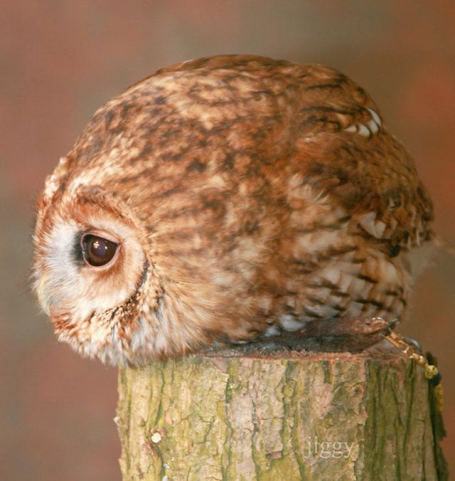15 animaux tout ronds qui rouleront vers votre coeur illico | So Busy Girls