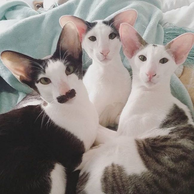 21 photos des plus beaux chats : vous n'allez pas pouvoir leur résister ! | So Busy Girls