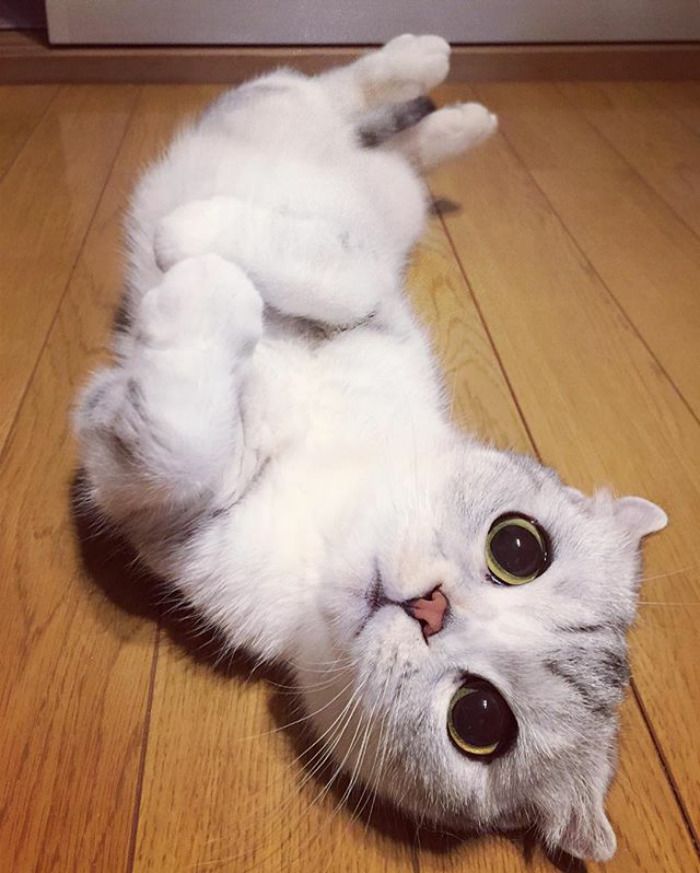 Découvrez Hana, le chat aux grands yeux ronds qui fait fondre le coeur des Instagramers | So Busy Girls