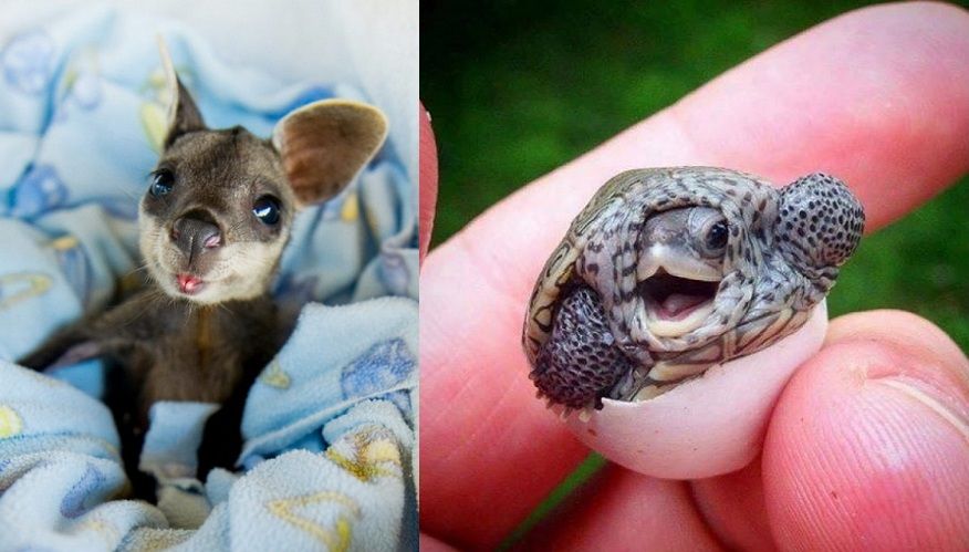 12 bébés animaux qui feront fondre les plus durs d'entre nous | So Busy Girls