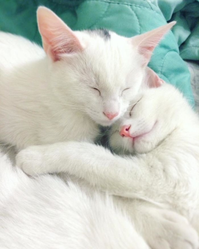 Ces 2 chats blancs aux yeux vairons ont un regard absolument magnifique | So Busy Girls