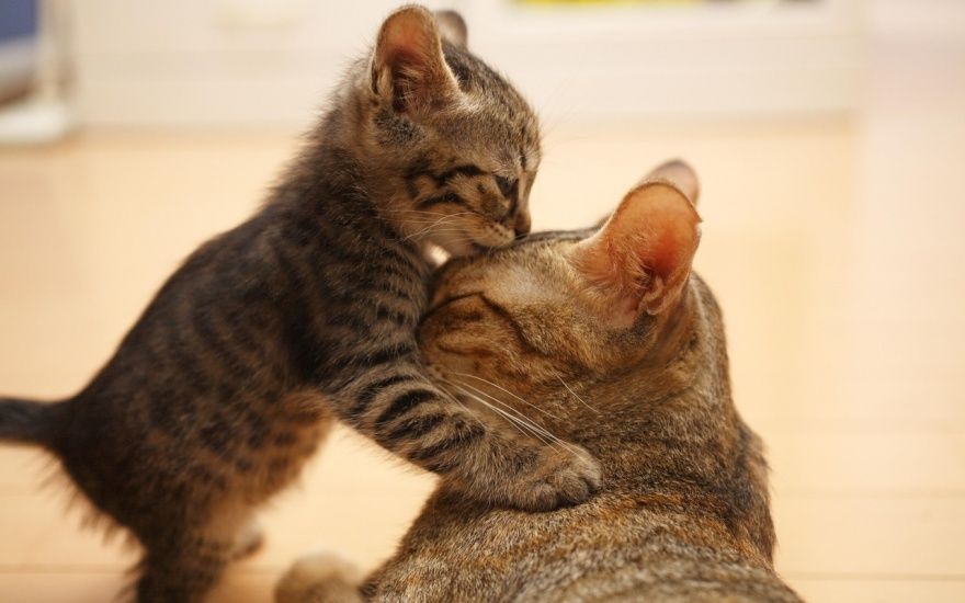 17 animaux adorables qui pourront toujours compter sur l'amour de leur mère | So Busy Girls
