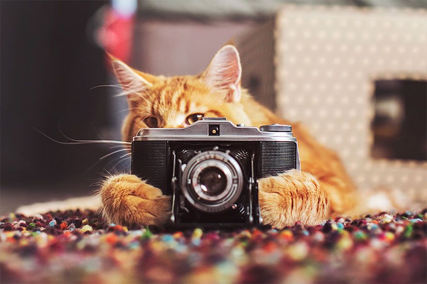 Découvrez Ginger, le chat roux tellement magnifique qu'il a son photographe personnel | So Busy Girls