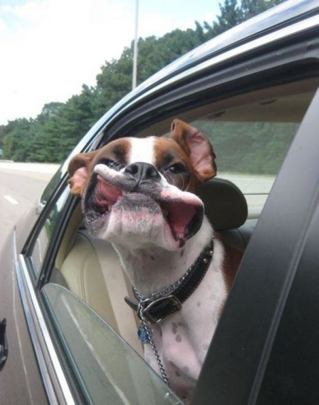 Ce chien nous rappelle de profiter de toutes les plaisirs de la vie, même les plus simples | So Busy Girls