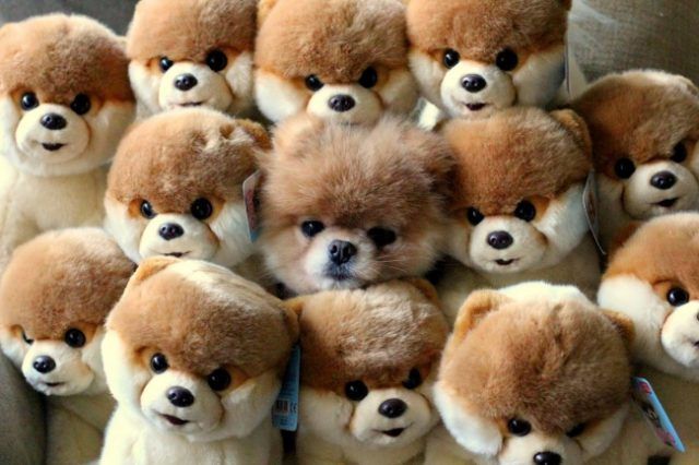 18 animaux persuadés qu’ils sont parfaitement bien cachés | So Busy Girls
