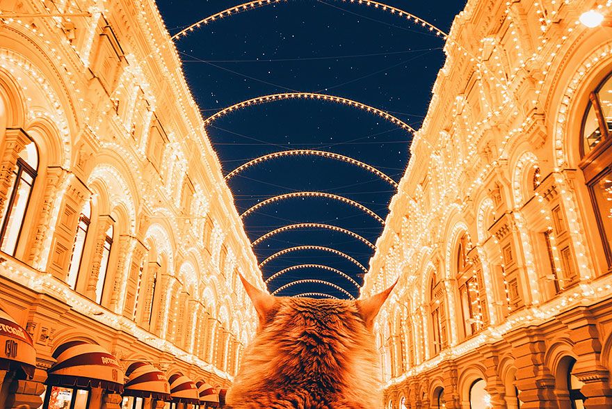 Découvrez Ginger, le chat roux tellement magnifique qu'il a son photographe personnel | So Busy Girls