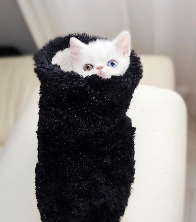 Découvrez Pam Pam, un tout petit chaton avec des yeux vairons qui vous hypnotiseront | So Busy Girls