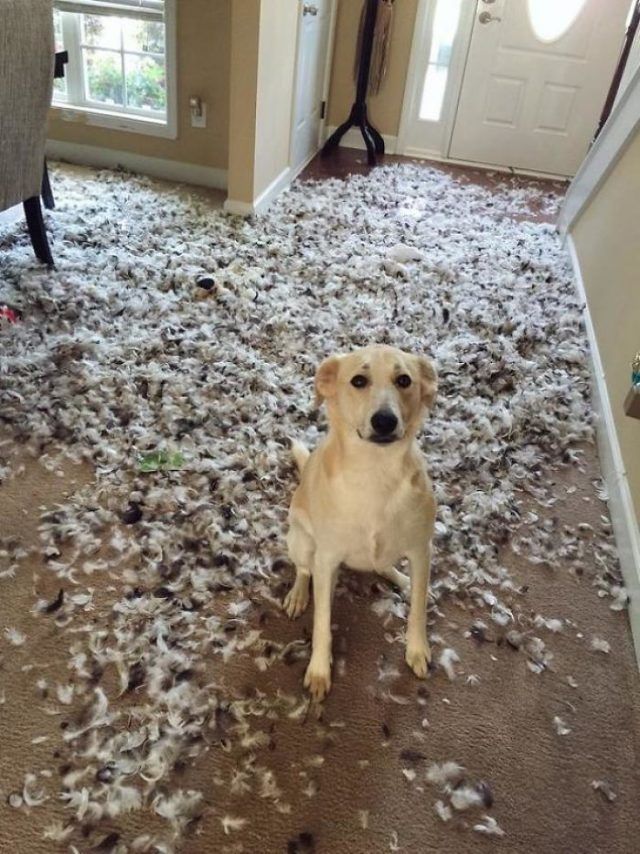 16 moments où des gens ont laissé leur animal seul, mais l'ont très vite regretté | So Busy Girls