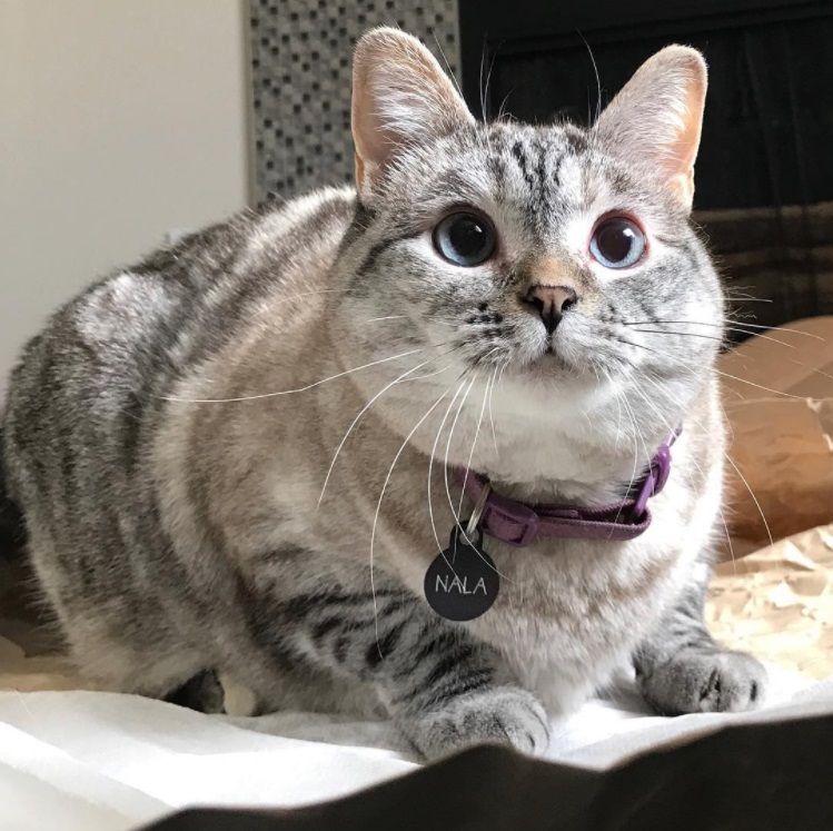 Nala, le chat le plus célèbre d'Instagram, nous fera toujours sourire | So Busy Girls