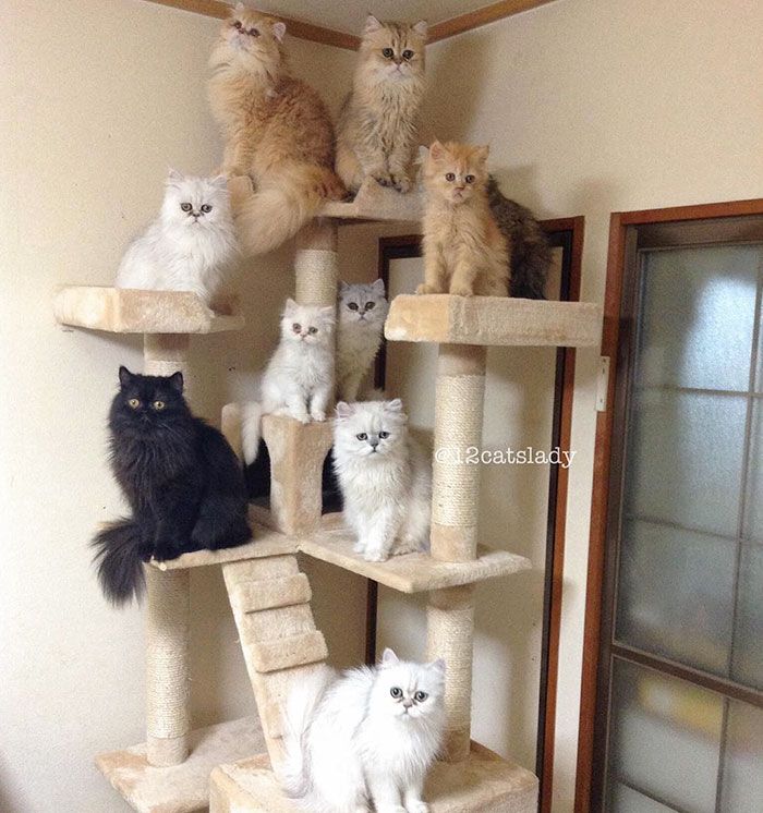Cette femme aux 12 chats a conquis Instagram avec ses magnifiques chats persans | So Busy Girls