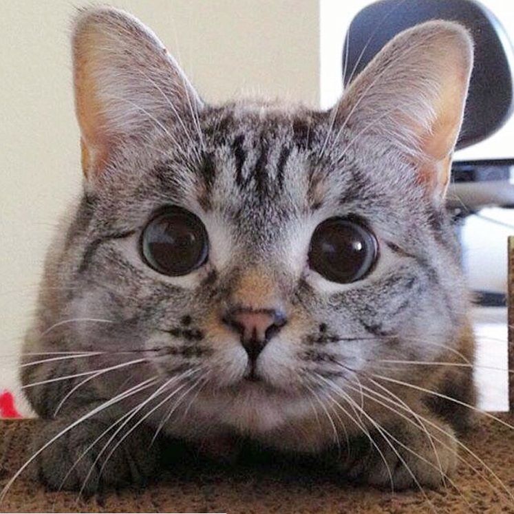 Nala, le chat le plus célèbre d'Instagram, nous fera toujours sourire | So Busy Girls