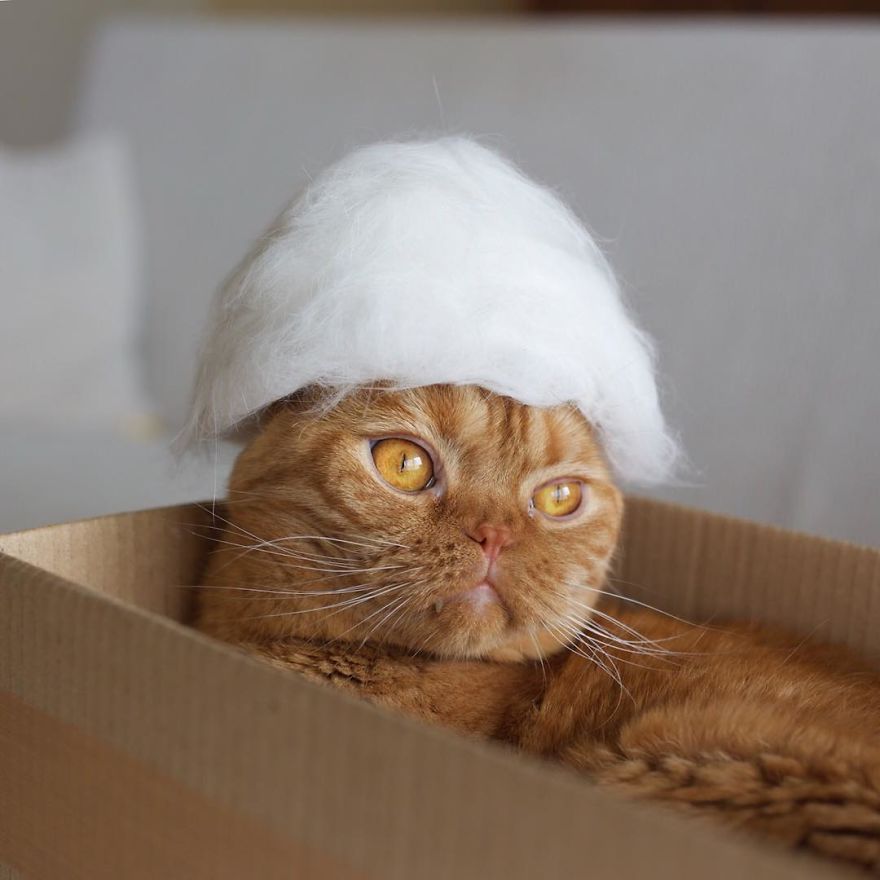 13 chats avec des chapeaux sur la tête faits de leurs propres poils | So Busy Girls