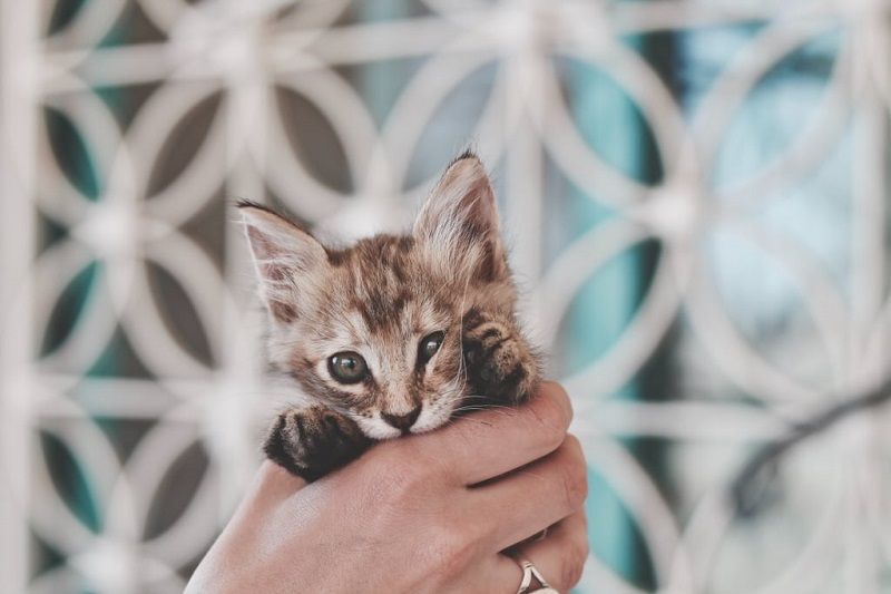 18 photos de chats tellement adorables que vous ne pourrez pas vous empêcher de sourire | So Busy Girls