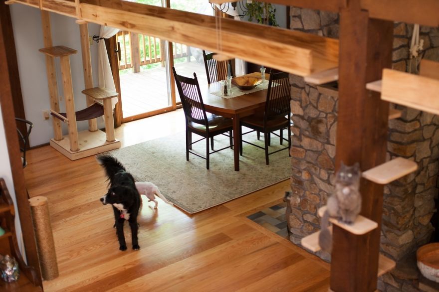 Il transforme une maison pour faire le bonheur de 7 chats | So Busy Girls