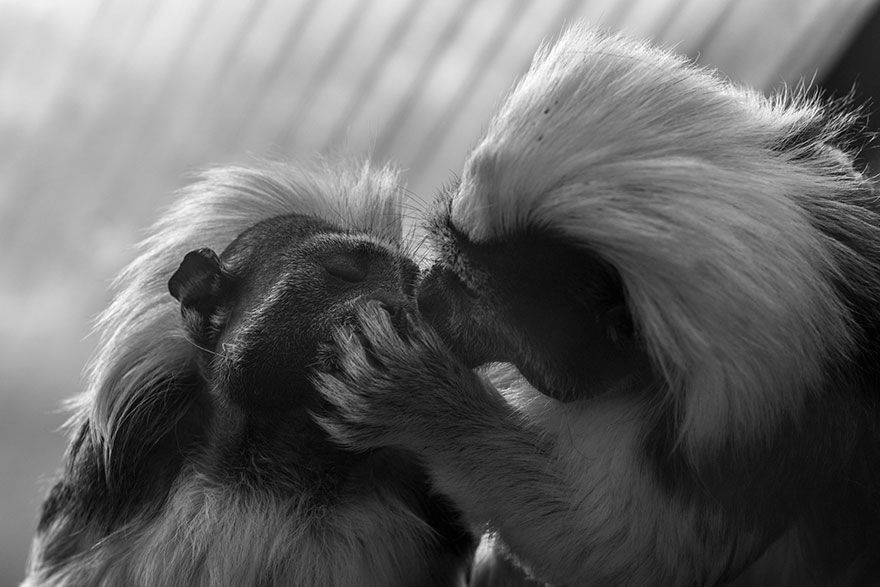 Des singes qui s'embrassent | So Busy Girls