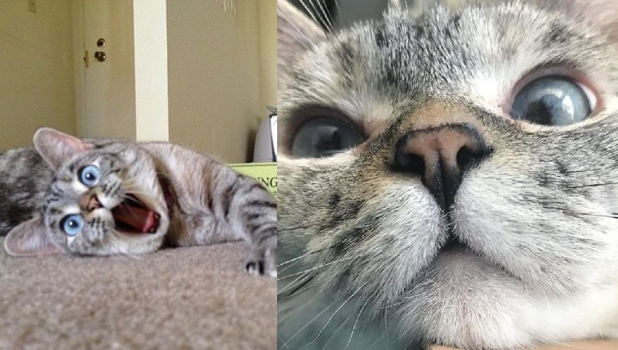 Nala, le chat le plus célèbre d'Instagram, nous fera toujours sourire | So Busy Girls