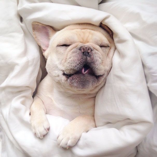 Découvrez Milo, le bulldog narcoleptique qui va vous faire sourire illico ! | So Busy Girls