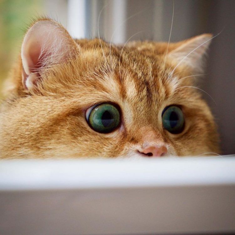 Découvrez Hosico, le Chat botté en chair et en os ! | So Busy Girls