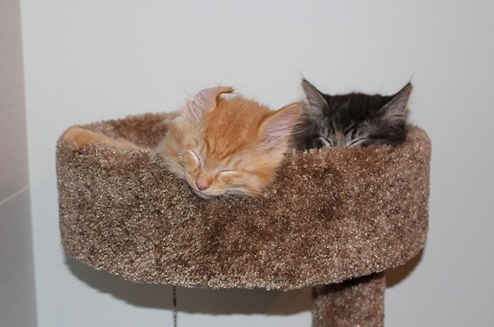 Ces chats sont inséparables : ils continuent à vouloir dormir ensemble même s'ils sont devenus bien trop grand pour leur lit | So Busy Girls