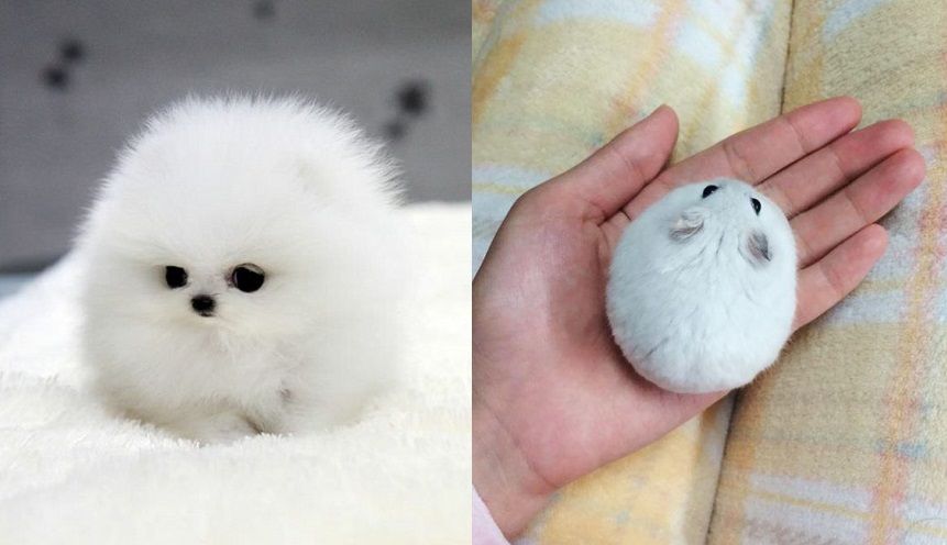 15 animaux tout ronds qui rouleront vers votre coeur illico | So Busy Girls