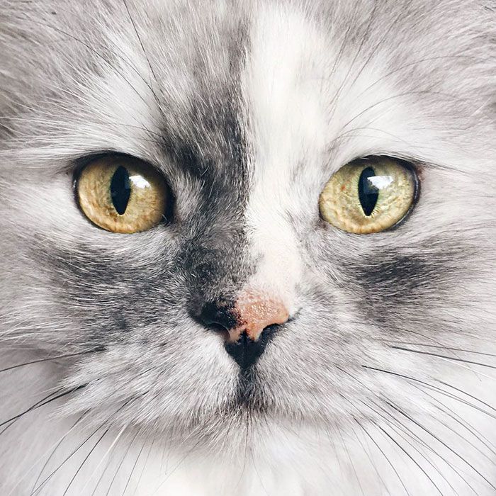 La fourrure de ce chat persan est tout simplement magnifique ! | So Busy Girls