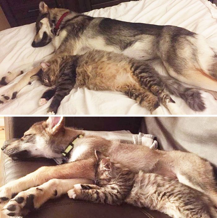 Ce husky a adopté ce chat dans un refuge et depuis, ils sont inséparables ! | So Busy Girls