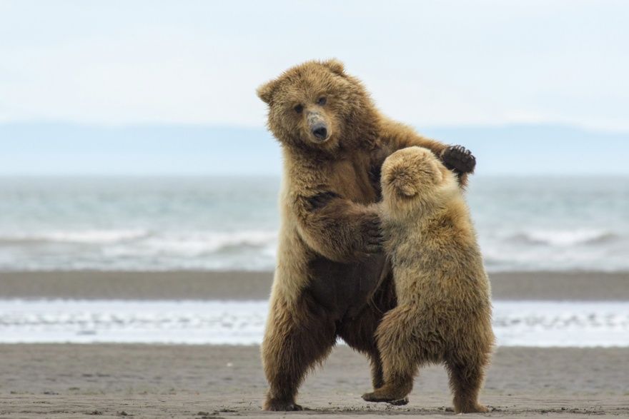 Eh oui, les ours aussi savent danser ! | So Busy Girls