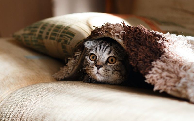 Comment bien préparer votre chat avant de partir en vacances | So Busy Girls