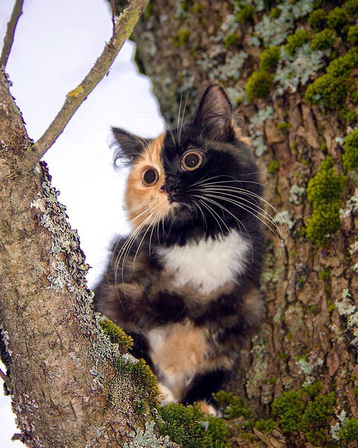 Voici Yana, l'adorable chatte aux deux visages qui va vous faire craquer ! | So Busy Girls