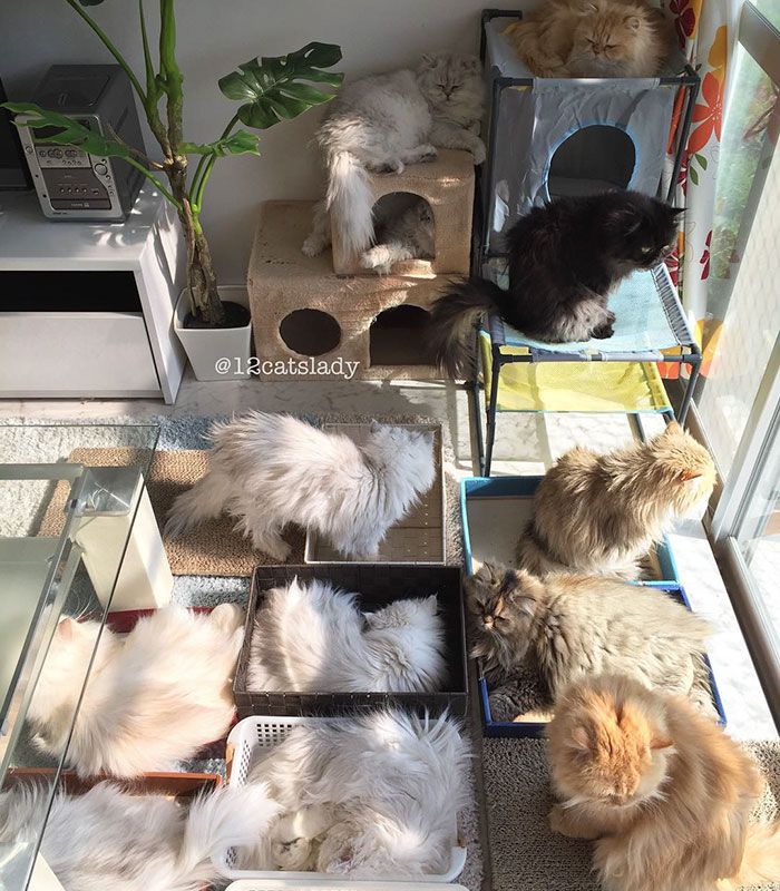 Cette femme aux 12 chats a conquis Instagram avec ses magnifiques chats persans | So Busy Girls
