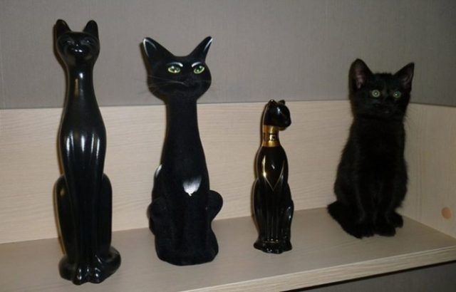 18 animaux persuadés qu’ils sont parfaitement bien cachés | So Busy Girls