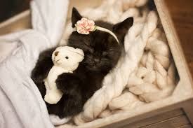 Les photos de ce chaton endormi sont si mignonnes qu'elles vont vous faire craquer ! | So Busy Girls