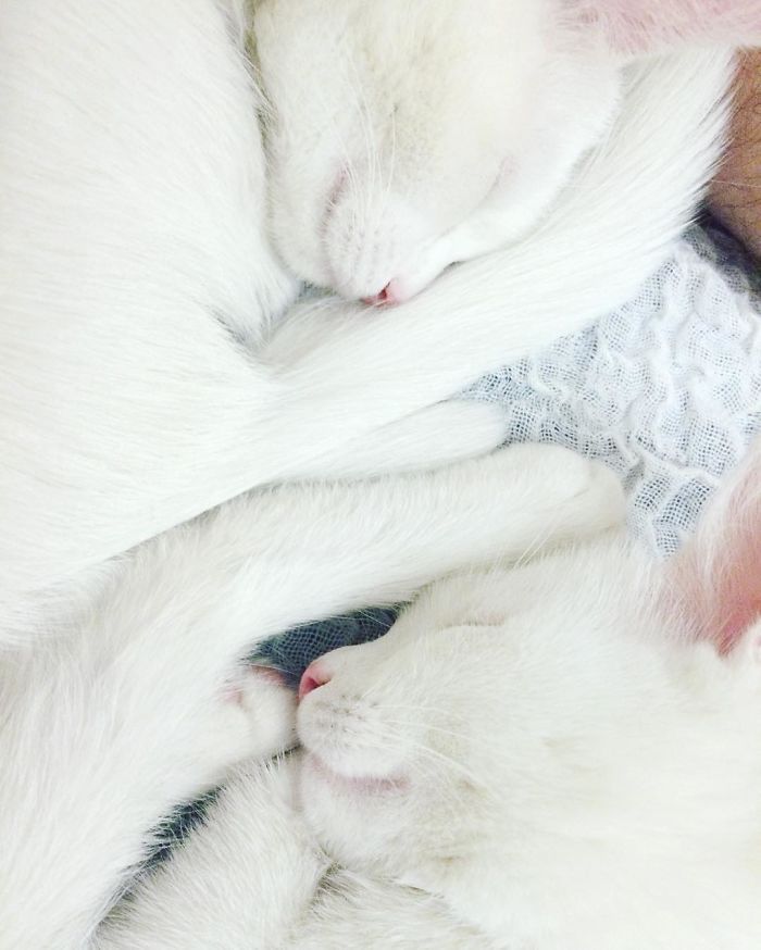 Ces 2 chats blancs aux yeux vairons ont un regard absolument magnifique | So Busy Girls
