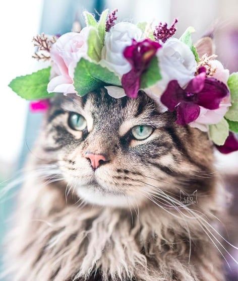 Cette femme prend des photos sublimes de ses chats qui portent des couronnes de fleurs – c'est vraiment trop chou ! | So Busy Girls