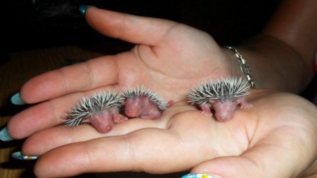 Des bébés hérissons | So Busy Girls