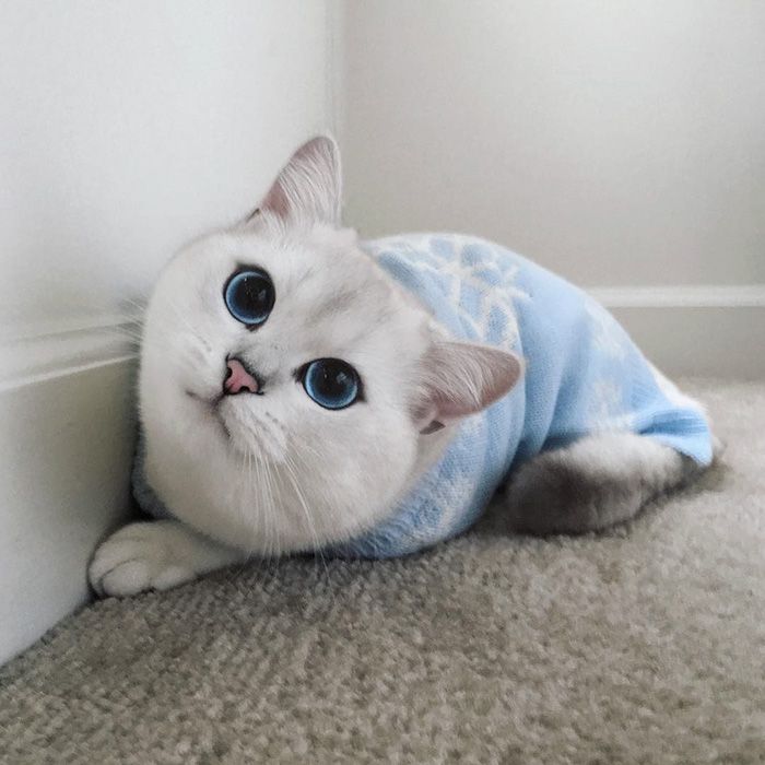 Ce chat a vraiment des yeux sublimes | So Busy Girls