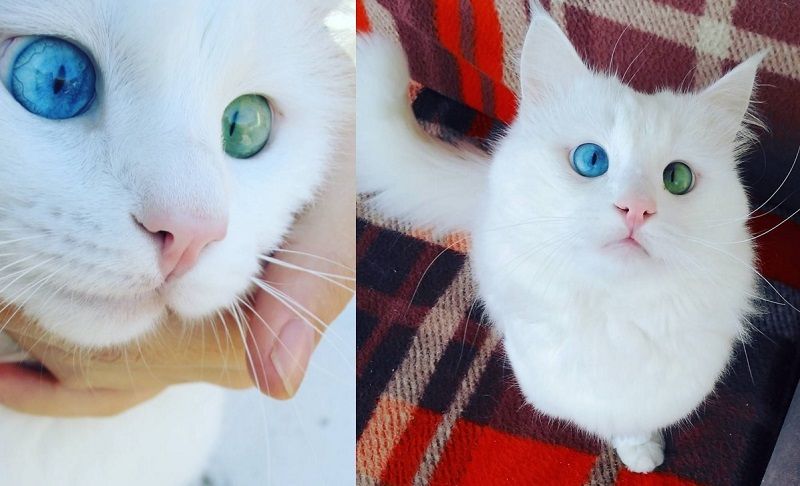 Ce chat blanc aux yeux vairons a vraiment un regard hypnotique et magnifique ! | So Busy Girls