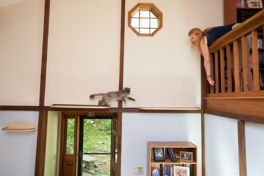 Il transforme une maison pour faire le bonheur de 7 chats | So Busy Girls