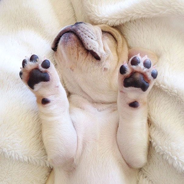 Découvrez Milo, le bulldog narcoleptique qui va vous faire sourire illico ! | So Busy Girls