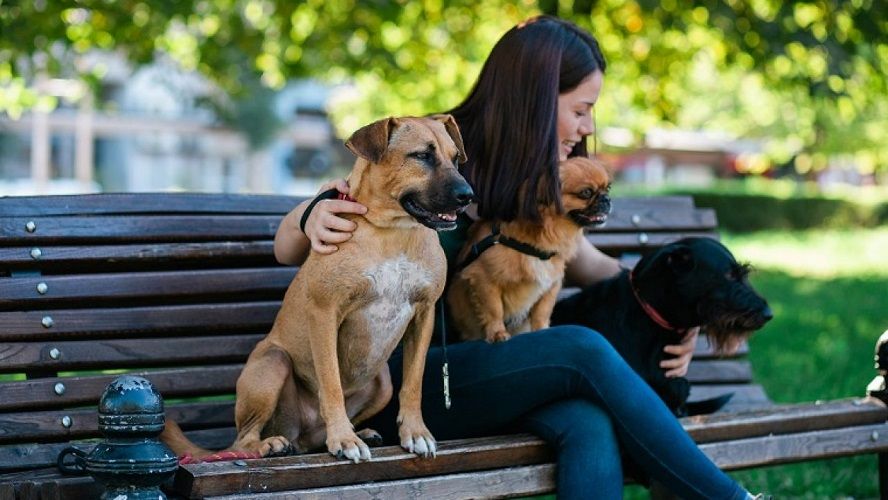 Job de rêve : être payé pour promener des chiens dans les rues de Londres | So Busy Girls