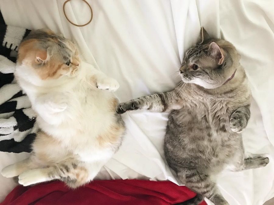 Nala, le chat le plus célèbre d'Instagram, nous fera toujours sourire | So Busy Girls
