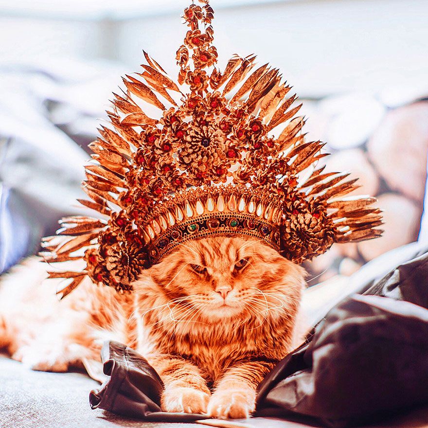 Découvrez Ginger, le chat roux tellement magnifique qu'il a son photographe personnel | So Busy Girls
