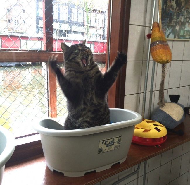 21 photos des plus beaux chats : vous n'allez pas pouvoir leur résister ! | So Busy Girls