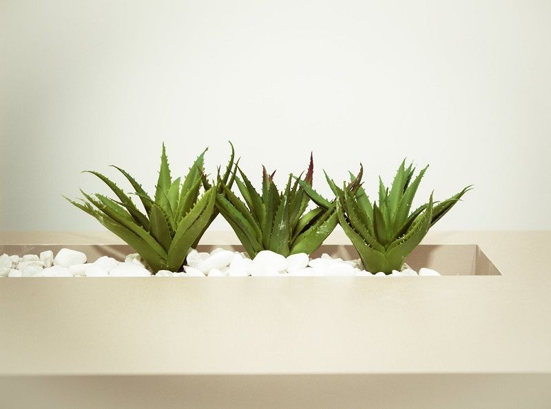 7 façons d'utiliser l'aloe vera pour apaiser coups de soleil, piqûres de moustique et irritations | So Busy Girls