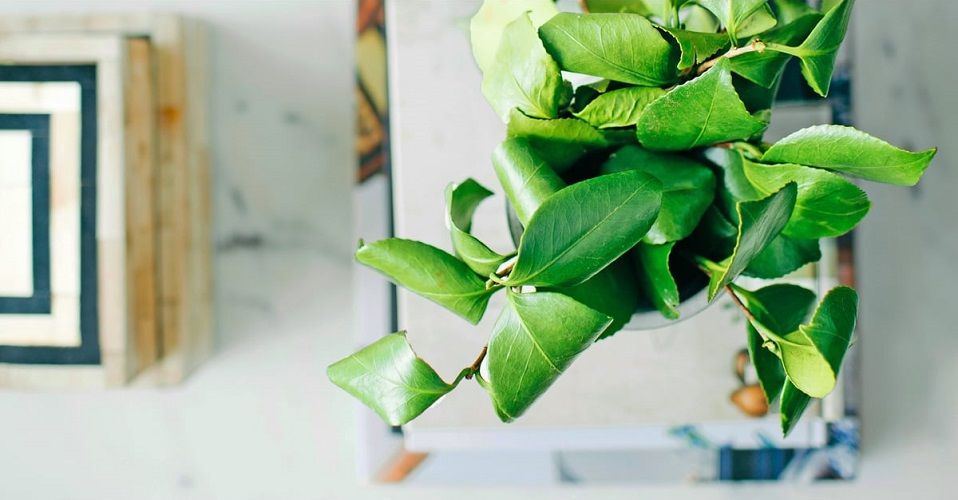 Mettre des plantes dans sa chambre : est-ce dangereux ? | So Busy Girls