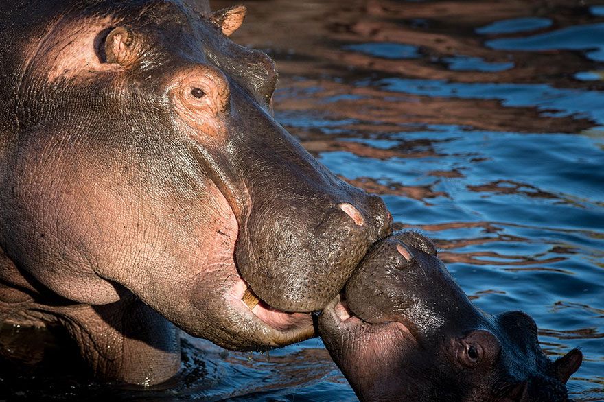 Bisou d'hippopotames | So Busy Girls