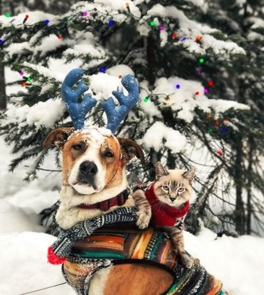Ce chat et ce chien voyagent partout ensemble, et ils sont vraiment trop mignons | So Busy Girls