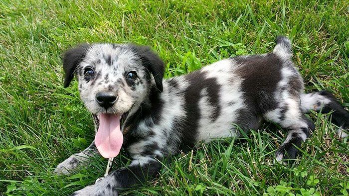 Ces 16 photos de chiens qui viennent de se faire adopter vont vous donner envie d'en recueillir un vous aussi ! | So Busy Girls